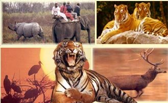 The Extended Indian Wildlife tour